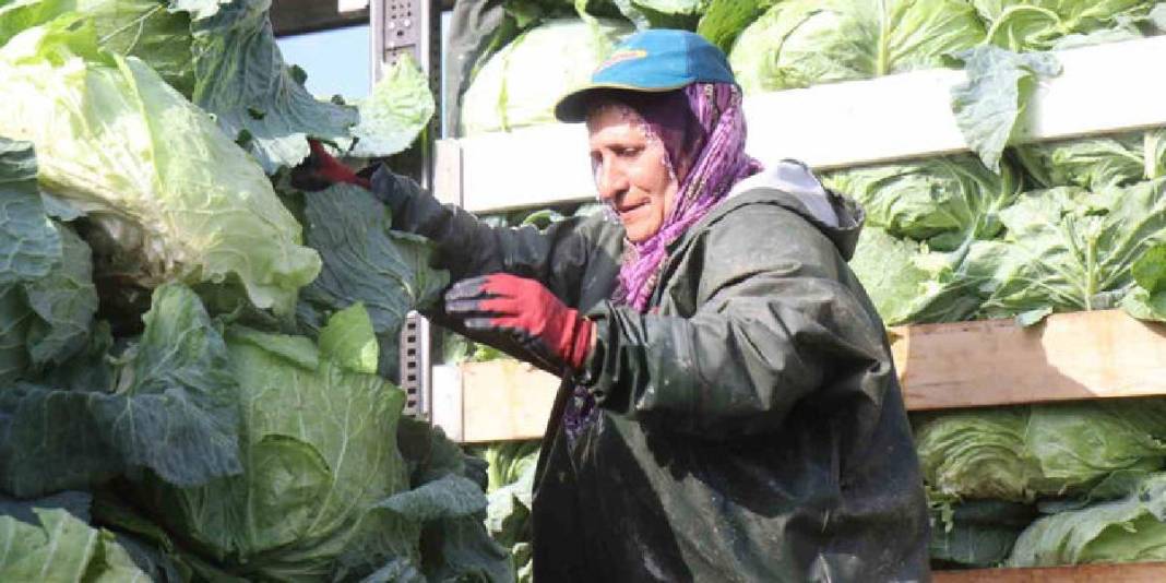 Hava soğuk, şartlar zorlu! Hasadın yükü kadınların omuzunda: Günlük 1.500-2.000 TL yevmiyeye çalışıyorlar 4